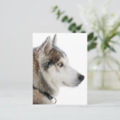 Mooie Siberische Husky in de sneeuw Briefkaart (Staand voorkant)