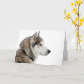 Mooie Siberische Husky in de sneeuw Kaart (Gele Bloem)