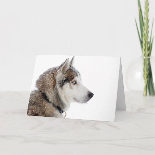 Mooie Siberische Husky in de sneeuw Kaart (Voorkant)