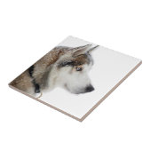 Mooie Siberische Husky in de sneeuw Tegeltje (Zijkant)