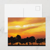 Mooie Silhouette Sunset Briefkaart (Voorkant / Achterkant)