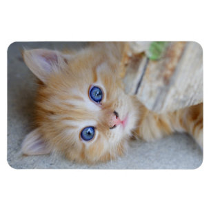 Mooie Sinaasappel Kitten Magneet