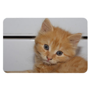 Mooie Sinaasappel Kitten Magneet