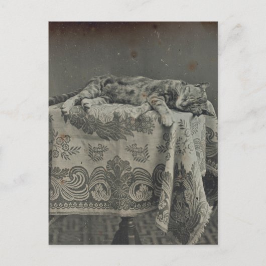 Mooie Slaande Kat Vintage Fotografie Blank Briefkaart (Voorkant)