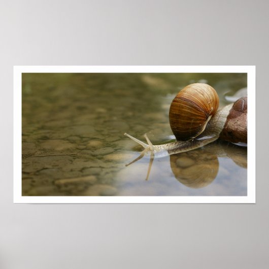 Mooie slak in water poster (Voorkant)
