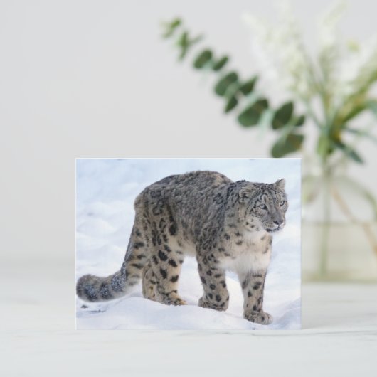 Mooie sneeuwluipaard briefkaart (Staand voorkant)