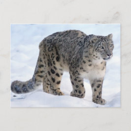 Mooie sneeuwluipaard briefkaart