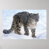 Mooie sneeuwluipaard poster (Voorkant)