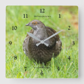 Mooie Sooty Grouse Gamebird in de gras Vierkante Klok (Voorkant)