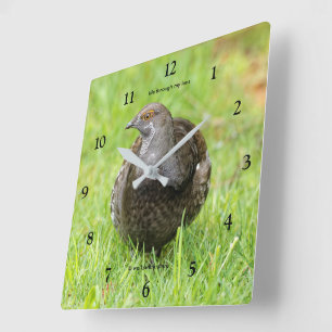 Mooie Sooty Grouse Gamebird in de gras Vierkante Klok