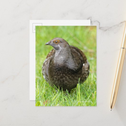 Mooie Sooty Grouse Gamebird in Grass Briefkaart (Voorkant / Achterkant in situ)