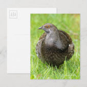 Mooie Sooty Grouse Gamebird in Grass Briefkaart (Voorkant / Achterkant)
