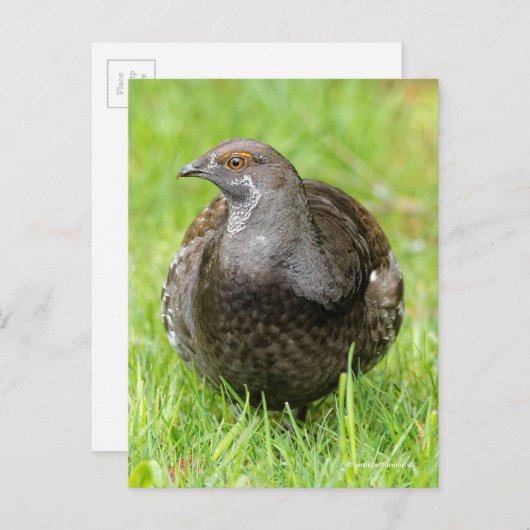 Mooie Sooty Grouse Gamebird in Grass Briefkaart (Voorkant / Achterkant)