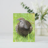 Mooie Sooty Grouse Gamebird in Grass Briefkaart (Staand voorkant)