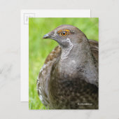 Mooie Sooty Grouse Gamebird in Grass Briefkaart (Voorkant / Achterkant)
