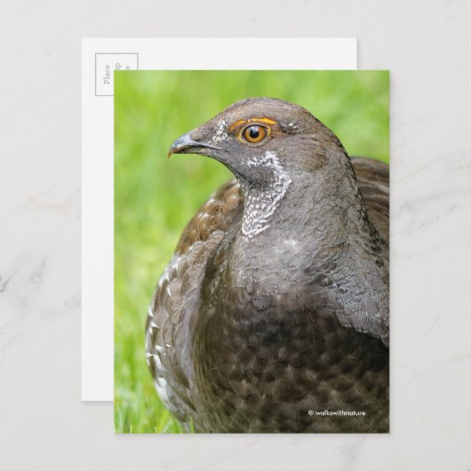 Mooie Sooty Grouse Gamebird in Grass Briefkaart (Voorkant / Achterkant)