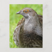 Mooie Sooty Grouse Gamebird in Grass Briefkaart (Voorkant)