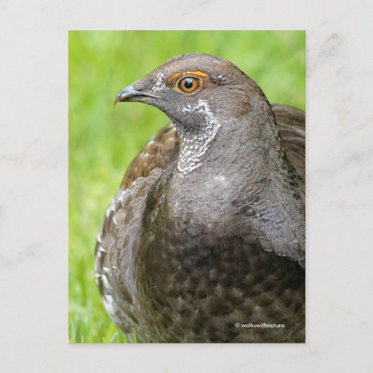 Mooie Sooty Grouse Gamebird in Grass Briefkaart (Voorkant)