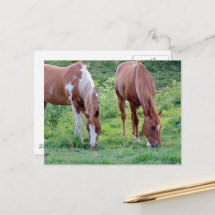 Mooie Sorrel Ruin Schilder Merrie Briefkaart