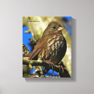 Mooie soty Fox Sparrow in een perenboom Canvas Afdruk