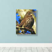 Mooie soty Fox Sparrow in een perenboom Canvas Afdruk (Insitu (Houten vloer))