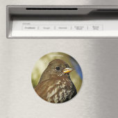 Mooie soty Fox Sparrow in een perenboom Magneet (Insitu (Vaatwasser))