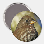 Mooie soty Fox Sparrow in een perenboom Magneet (Voorkant / Achterkant)