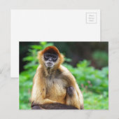 Mooie Spider Monkey Briefkaart (Voorkant / Achterkant)