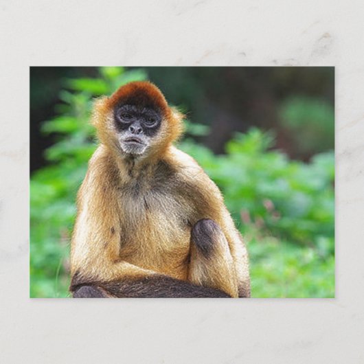 Mooie Spider Monkey Briefkaart (Voorkant)