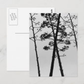 Mooie stalbloemen briefkaart (Voorkant / Achterkant)