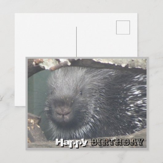 Mooie Stekelvarken Gezicht DIY Gelukkige Verjaarda Briefkaart (Voorkant / Achterkant)