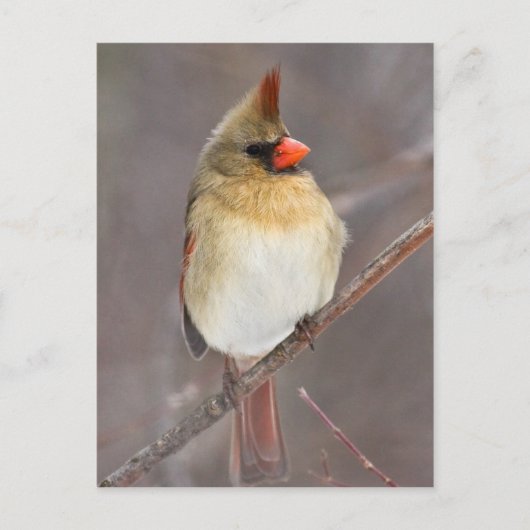 Mooie stel briefkaart (Voorkant)