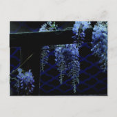 Mooie Strange Blue Lavender Wisteria Night Briefkaart (Voorkant)