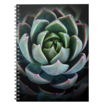 Mooie Succulente Bloem Natuur Fotografie