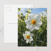 Mooie Sunny White Dahlia Flowers DIY Briefkaart (Voorkant / Achterkant)