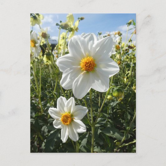 Mooie Sunny White Dahlia Flowers DIY Briefkaart (Voorkant)