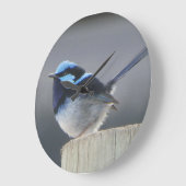 Mooie Superb Fairywren Wandklok (Hoek)