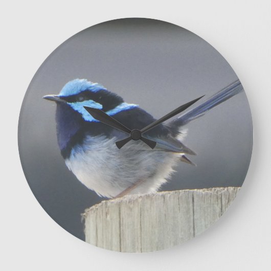 Mooie Superb Fairywren Wandklok (Voorkant)