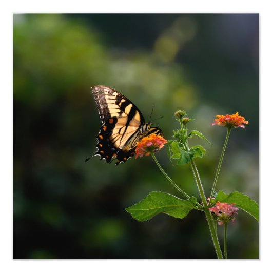 Mooie Swallowtail vlinder Foto Afdruk (Voorkant)