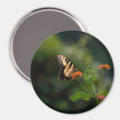 Mooie Swallowtail vlinder Magneet (Voorkant / Achterkant)