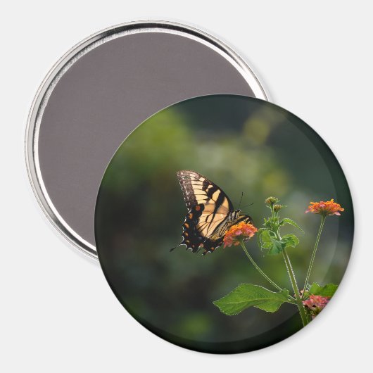 Mooie Swallowtail vlinder Magneet (Voorkant / Achterkant)