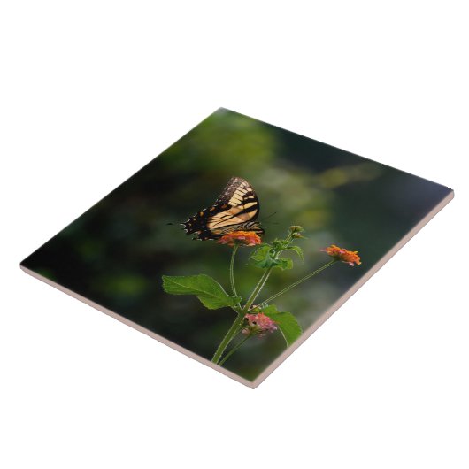 Mooie Swallowtail vlinder Tegeltje (Zijkant)