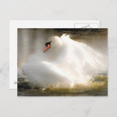 Mooie Swan Post Card Briefkaart (Voorkant / Achterkant)