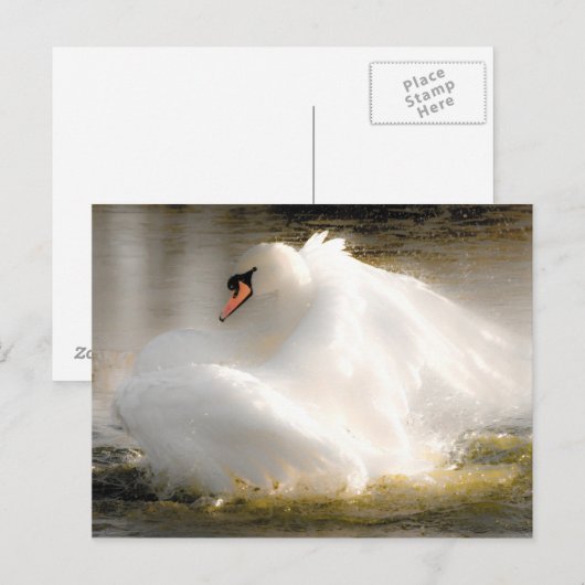 Mooie Swan Post Card Briefkaart (Voorkant / Achterkant)