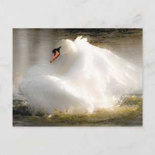 Mooie Swan Post Card Briefkaart