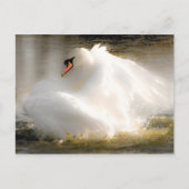 Mooie Swan Post Card Briefkaart (Voorkant)