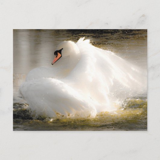 Mooie Swan Post Card Briefkaart (Voorkant)