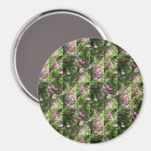 Mooie Sweetpeas.... Magneet (Voorkant / Achterkant)