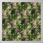 Mooie Sweetpeas.... Poster (Voorkant)