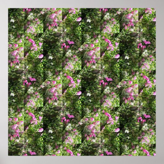 Mooie Sweetpeas.... Poster (Voorkant)